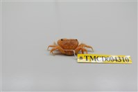 藏品(粗糙酋婦蟹)的圖片